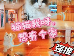 -猫十亿·布偶金渐层·曼基康矮脚猫舍(青年路店)