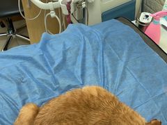 -美联众合动物医院·24h京西诊疗中心