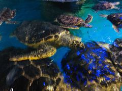 -烟台海昌鲸鲨海洋公园