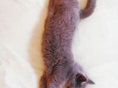 -纳吉亚猫专科动物诊疗中心(蒋宅口分院)