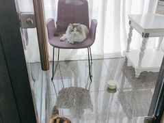 -宠爱国际动物医院· 猫科· 外科·中兽医(长白店)