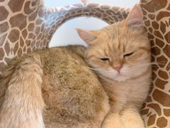 -猫腻·猫咖·撸猫馆(星光大道店)