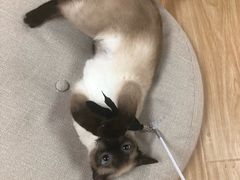 -猫和宫(六道口店)