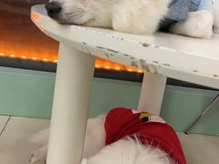 -怪兽屋·羊驼·猫咖·狗咖(俊华广场店)