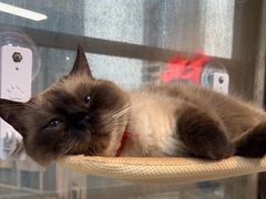 -Heymao猫咖.咖啡厅(东门店)