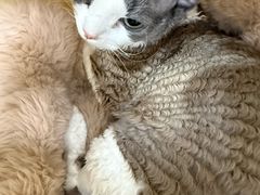-美联众合动物医院·24h京西诊疗中心