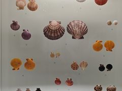 -青岛贝壳博物馆