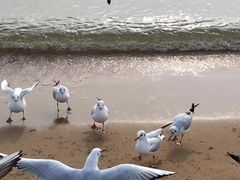 -秦皇国际大酒店·自助餐