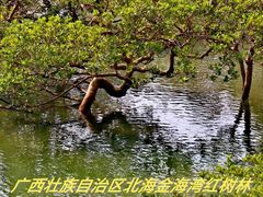 -北海金海湾红树林生态旅游区