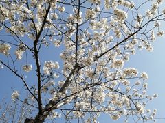 -顾村公园