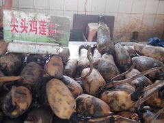 -大湾区中央湿地公园-十九涌