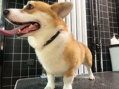 -Goku PET SHOP宠物视觉生活馆(双井店)