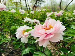 -洛阳市隋唐城遗址植物园