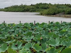 -东滩湿地公园观海楼餐厅
