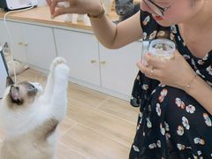 -李小姐の猫咖啡馆(五角场店)