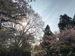 -武汉大学-樱园
