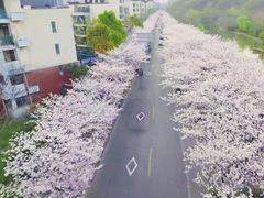 -高东镇樱花园