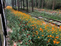 -合肥滨湖国家森林公园