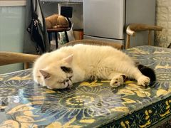 -平行世界·猫咖(首经贸店)