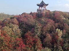 -贵州百里杜鹃风景名胜区