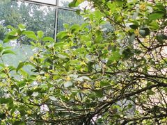 -广州中医药大学第一附属医院(总院)