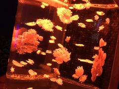 -多彩贵州城极地海洋世界