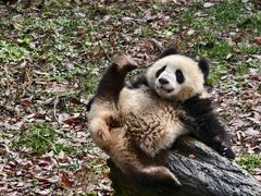 -中国大熊猫保护研究中心雅安碧峰峡基地