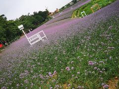 -大塘金香草谷