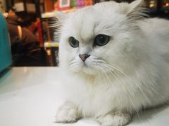 -糯米喵星人总部直营旗舰店·猫舍·幼猫出售