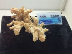 -贝壳梦幻世界