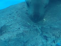 -上海海昌海洋公园