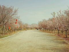 -天适樱花悠乐园