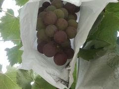 -美家乐农庄·露营·团建(大治路店)