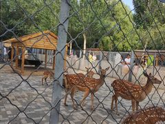 -长白岛森林公园