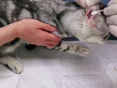 -纳吉亚猫专科动物诊疗中心(蒋宅口分院)