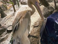 -海合安武汉极地海洋公园