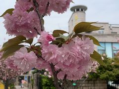-嘉定紫藤园