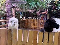 -正佳雨林生态植物园