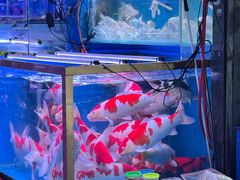 -青石桥花鸟鱼虫市场(叠翠城店)