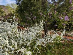 -北京西山国家森林公园