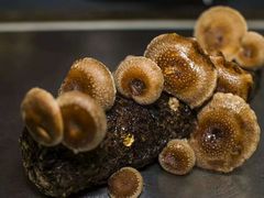 -二荆条·蜀鲜汇城市森林火锅