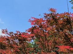 -广州市帽峰山景区