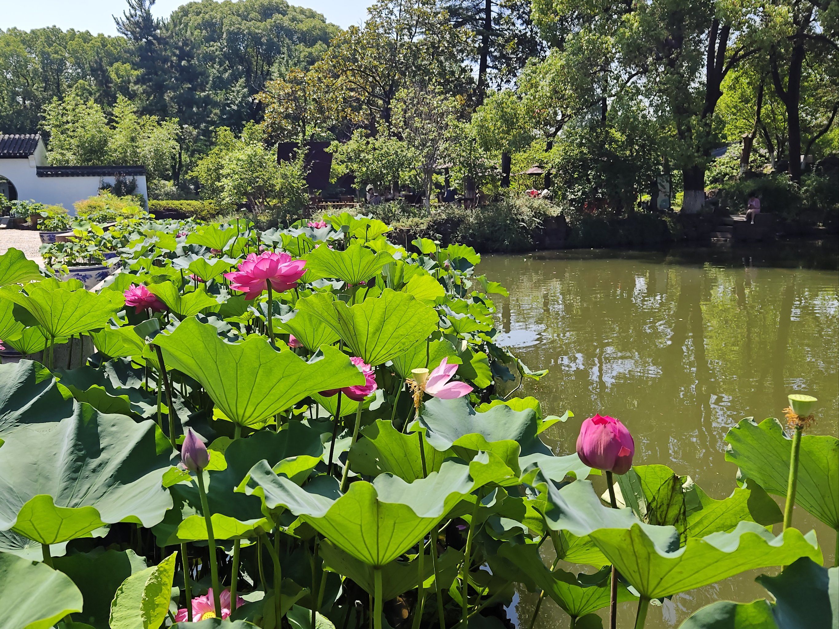 天天领红包 #优质笔记萌芽计划 #创作者赏金计划 #又到了赏荷花的季节