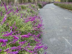-成都大熊猫繁育研究基地
