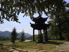-千年银杏谷文化旅游区