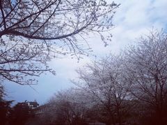 -武汉大学-樱园