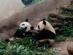 -中国大熊猫保护研究中心雅安碧峰峡基地