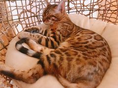 -猫腻·猫咖·撸猫馆(星光大道店)