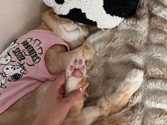 -FAELING PETS美天灵宠物(富力广场店)