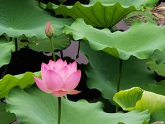 -荔湾湖公园